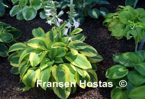 Hosta Velvet Moon